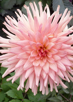 X 10 DAHLIA PREFERENCE I