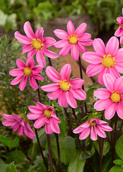 X 10 DAHLIA TOPMIX PINK I