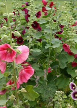 X 25 ALCEA ROSEA MIX I