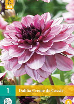 X 1 DAHLIA CREME DE CASSIS I