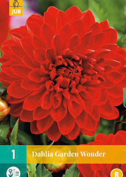 X 1 DAHLIA GARDEN WONDER I