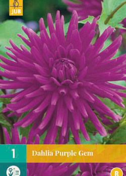 X 1 DAHLIA PURPLE GEM I