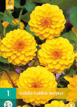 X 1 DAHLIA GOLDEN SCEPTER I