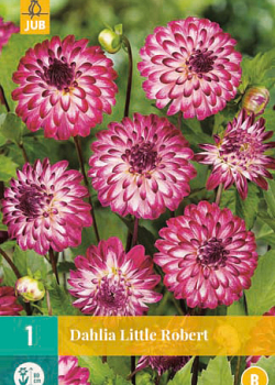 X 1 DAHLIA LITTLE ROBERT I