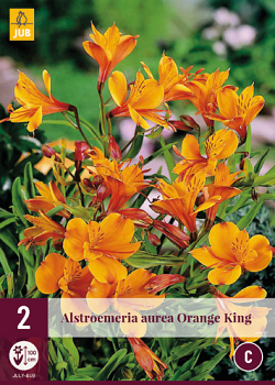 X 2 ALSTROEMERIA AUREA ORANGE KING I