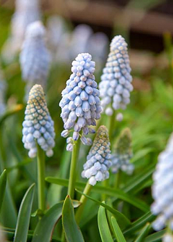 X 100 MUSCARI BABYS BREATH 7/8