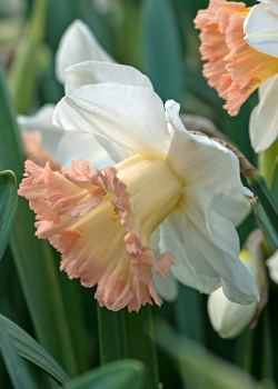 X 100 NARCISSUS BRITISH GAMBLE 10/12