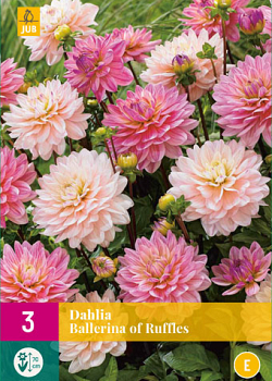 X 3 DAHLIA BALLERINA OF RUFFLES I