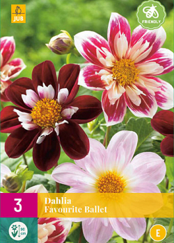 X 3 DAHLIA FAVOURITE BALLET I