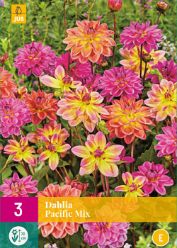 X 3 DAHLIA PACIFIC MIX I