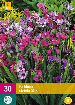 X 30 BABIANA STRICTA MIX 5/+