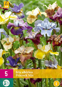 X 5 IRIS SIBIRICA PEACOCK MIX I