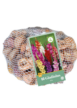 X 60 GLADIOLUS MIX IN NETLON 12/14