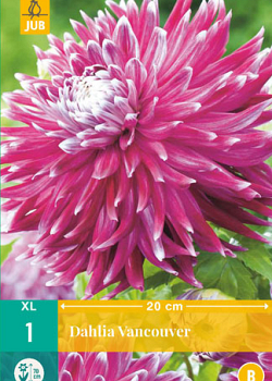 X 1 DAHLIA VANCOUVER I