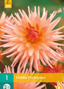 X 1 DAHLIA PREFERENCE I