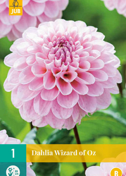 X 1 DAHLIA WIZARD OF OZ I