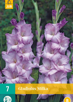 X   7 GLADIOLUS MILKA 12/14