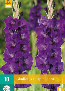 X 10 GLADIOLUS PURPLE FLORA 12/14