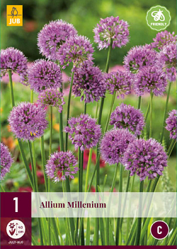 X 1 ALLIUM MILLENIUM I