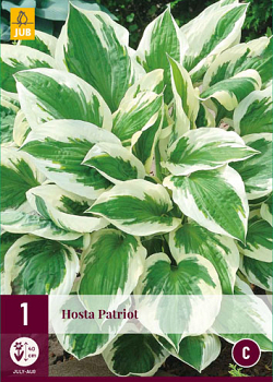 X 1 HOSTA PATRIOT I