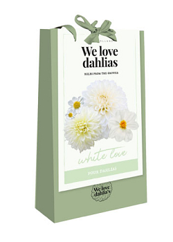 X 1 TAS 4 DAHLIAS 'WE LOVE DAHLIAS' WHITE LOVE I