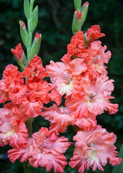 X 100 GLADIOLUS RIK'S FRIZZLE 12/14