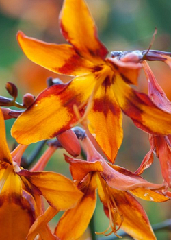 X 100 CROCOSMIA EMILY MCKENZIE 6/+