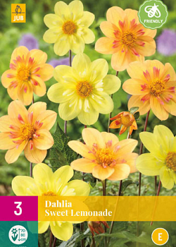 X 3 DAHLIA SWEET LEMONADE I