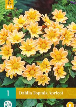 X 1 DAHLIA TOPMIX APRICOT I