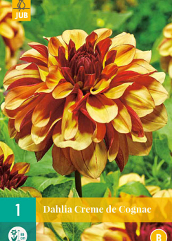 X 1 DAHLIA CREME DE COGNAC I