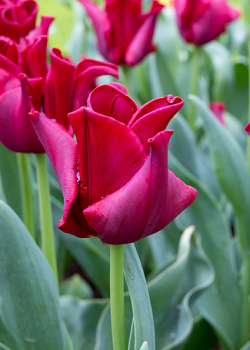 X 100 TULIPA RED DRESS 11/12