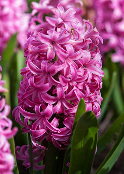 X   50 HYACINTHUS PINK PEARL 14/15