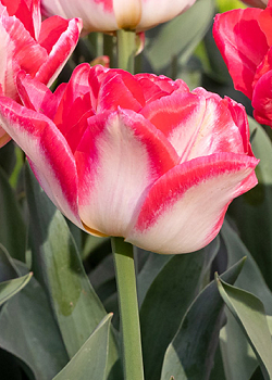 X 100 TULIPA PINK DELIGHT 11/12