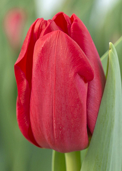 X 100 TULIPA HEARTBREAKER 11/12