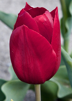 X 100 TULIPA PALLADA 11/12