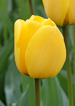 X 100 TULIPA GOLDEN OXFORD 11/12