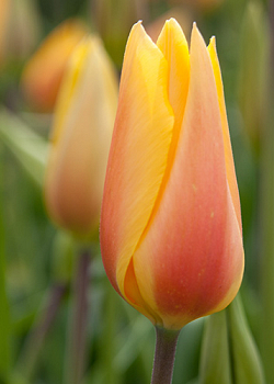 X 100 TULIPA BLUSHING LADY 14/+