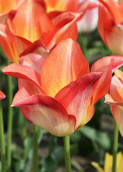 X 100 TULIPA MOONBLUSH 11/12