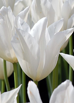 X 100 TULIPA WHITE TRIUMPHATOR 10/11