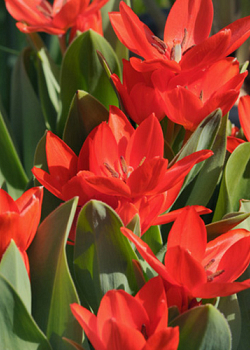 X 100 TULIPA PRAESTANS ZWANENBURG VARIETY 8/9