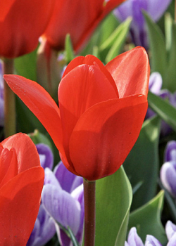 X 100 TULIPA SHOWWINNER 10/11