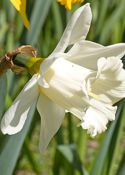 X 100 NARCISSUS MOUNT HOOD 10/12