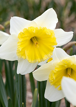 X 100 NARCISSUS ICE FOLLIES 10/12