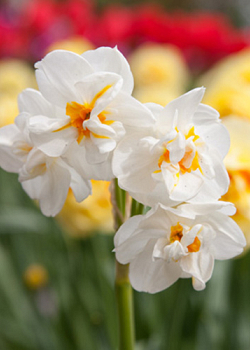 X 100 NARCISSUS SIR WINSTON CHURCHILL 10/12