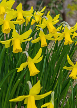 X 100 NARCISSUS FEBRUARY GOLD 12/14