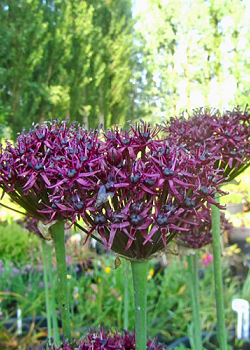 X 100 ALLIUM ATROPURPUREUM 8/10