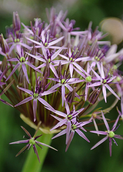 X 100 ALLIUM CHRISTOPHII 10/12