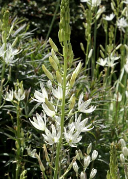 X   25 CAMASSIA LEICHTLINII ALBA 14/+