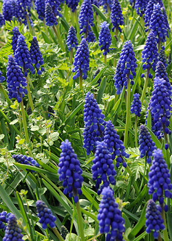 X 100 MUSCARI ARMENIACUM 9/10