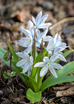 X 100 SCILLA MISCHTSCHENKOANA 7/8